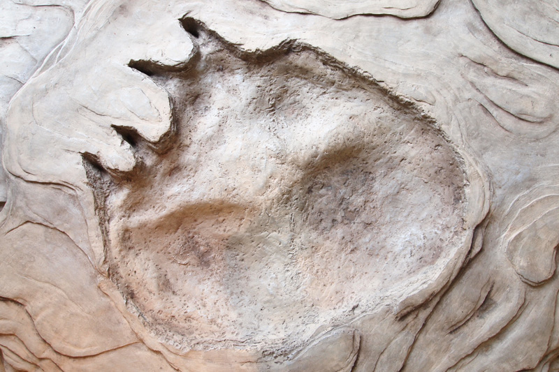 dinosaur footprints compton bay