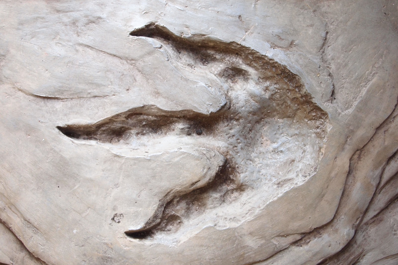 dinosaur footprints compton bay