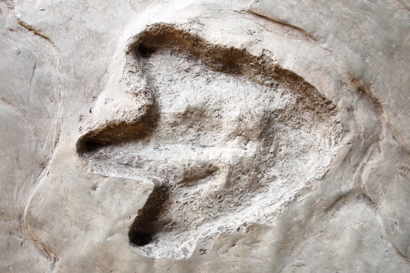 dinosaur footprints compton bay