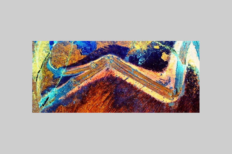 wing