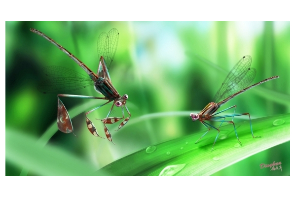 dragonfly