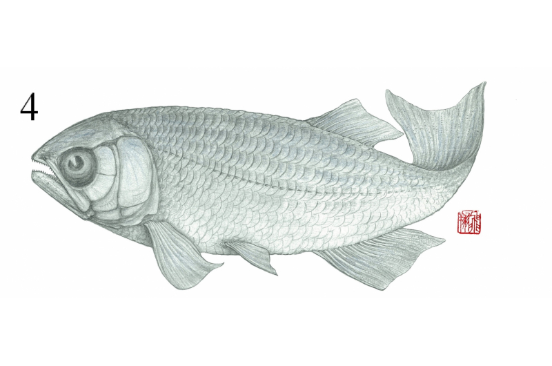 fish4