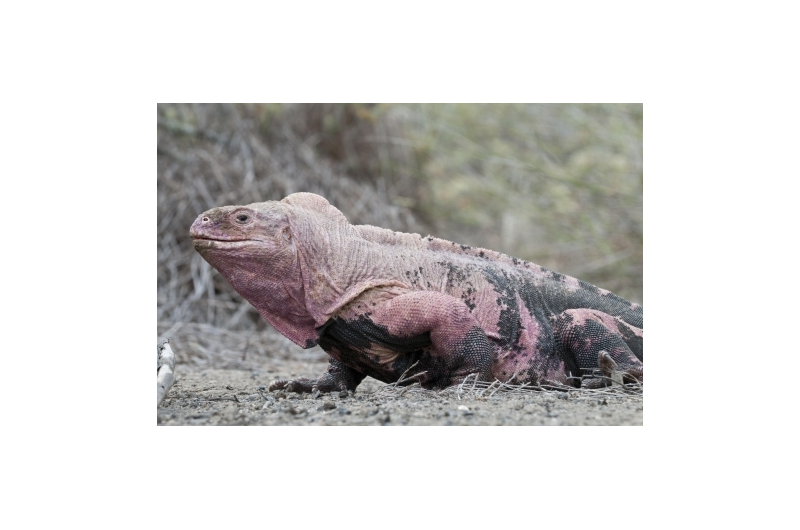Pink-Iguana