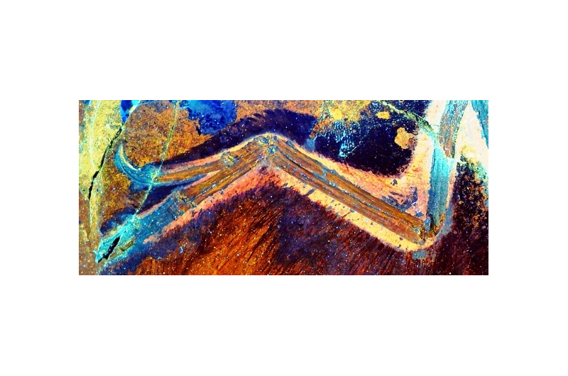 wing