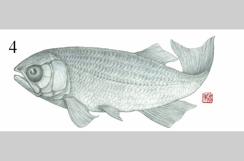 fish4