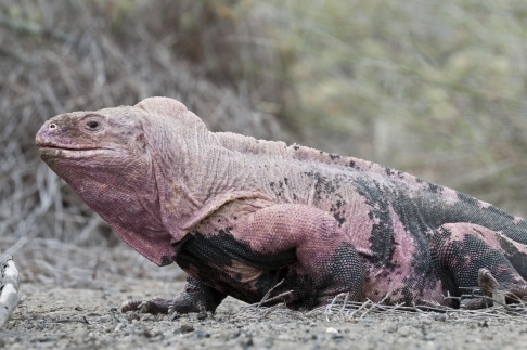 Self Photos / Files - Pink-Iguana
